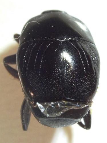 Réf. 234 312 : Saprinus subnitescens